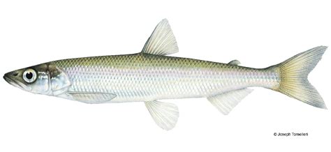 Rainbow Smelt | Vermont Fish & Wildlife Department