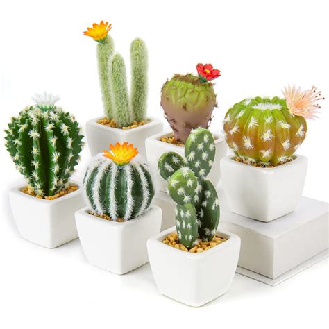 10 Succulents for Your Office Desk - Your Succulent