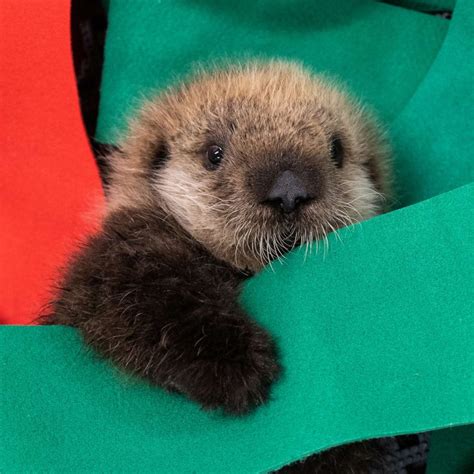 Two rescued baby sea otters find forever home at Georgia Aquarium - Good Morning America