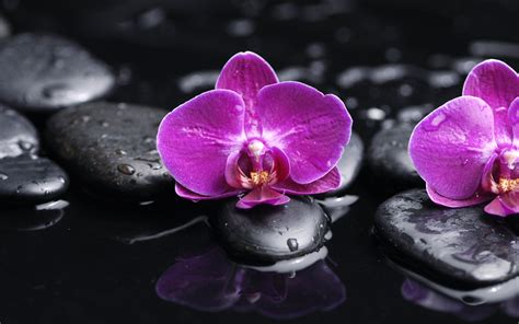 Purple Orchid Wallpaper - WallpaperSafari
