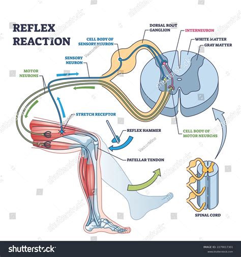 Reflex Reaction Knee Stimulus Test Process Stock Vector (Royalty Free) 2279017301 | Shutterstock