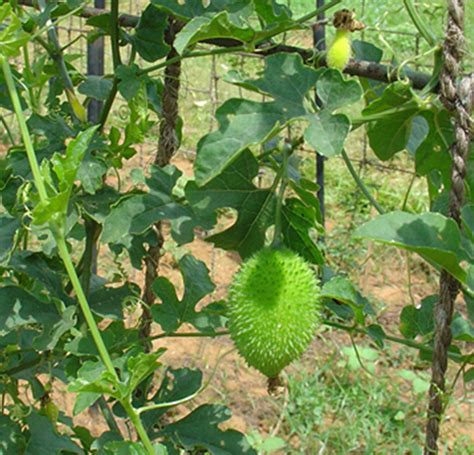 Momordica dioica :Biodiversity for Food and Nutrition