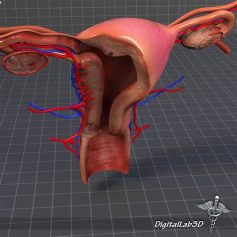 Human Female Reproductive System 3D model | CGTrader