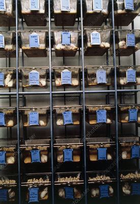 Cages of laboratory mice during experiments - Stock Image - G352/0051 ...