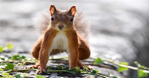 Can Squirrels Die From Falling? - Learn About Nature