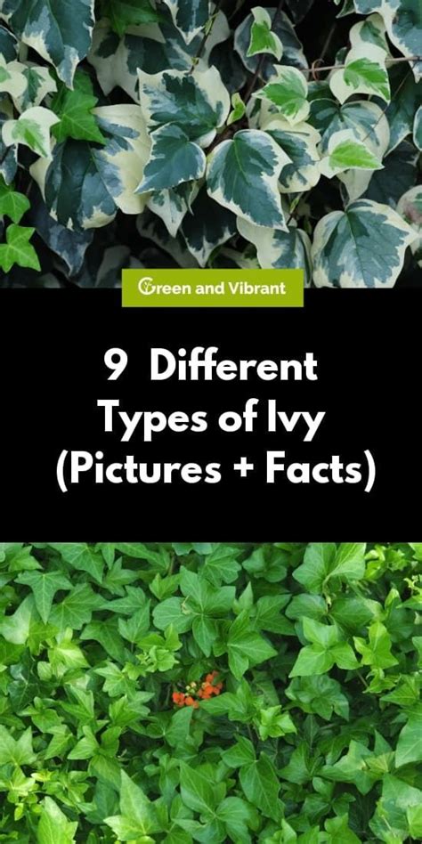 Types Of Ivy Plants Indoor - Plants BA