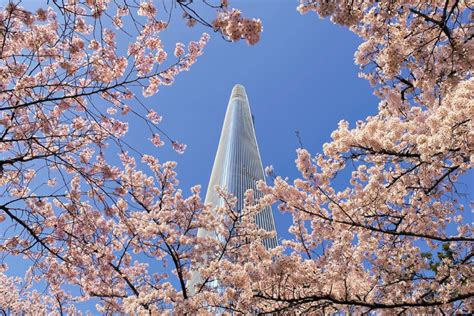 Cherry Blossom Spots In Seoul: Where To See Spring Flowers