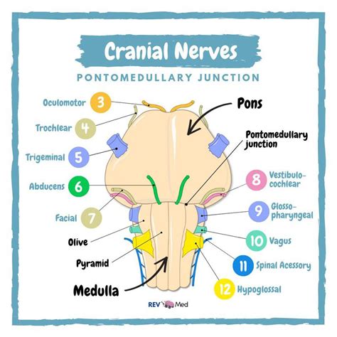 Cranial Nerves - Brainstem - MEDizzy