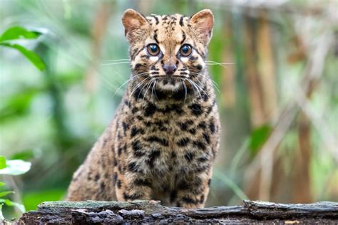 Marbled Cat Pardofelis marmorata – Palm Oil Detectives