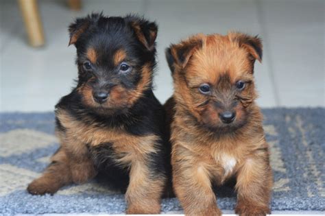 Australian Terrier - TerrierPlanet.com