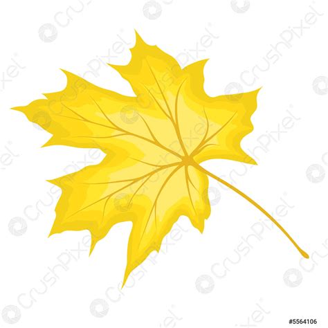 Maple Fall Leaf - stock vector 5564106 | Crushpixel