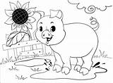 Simple Pig Coloring Pages sketch template
