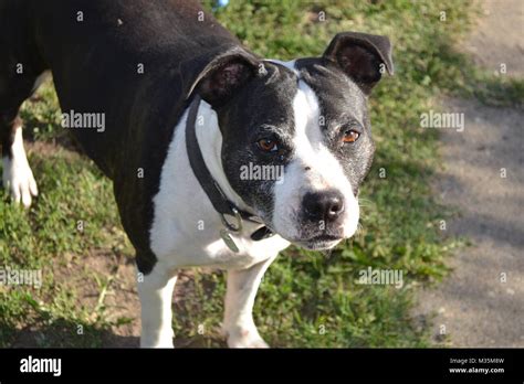 Staffordshire Bull Terrier Puppy Black And White - meioambientesuianealves