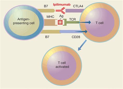 EMA approved new drugs: ipilimumab (Yervoy) for the treatment of malignant melanoma | European ...