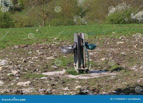 Automatic Drinking Tank for Cattle Stock Photo - Image of metal, rural: 117402604