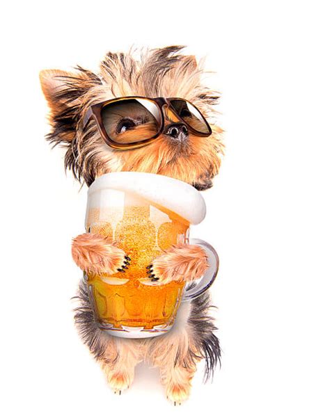 Royalty Free Dog Drinking Beer Pictures, Images and Stock Photos - iStock