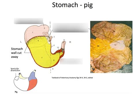 pig stomach anatomy Diagram | Quizlet