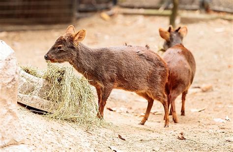 Animals Found in Chile - WorldAtlas