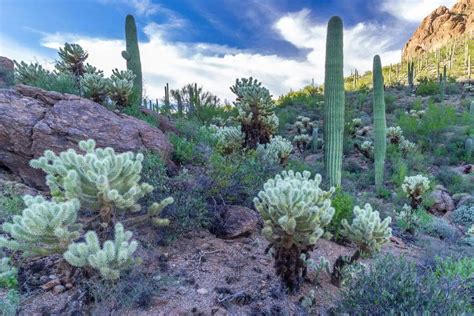 Adaptations of Desert Plants: Desert Survivors - Nature Roamer