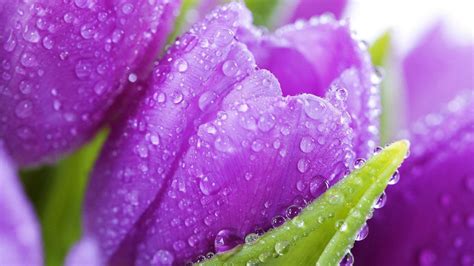 Purple Tulips Wallpapers - Wallpaper Cave