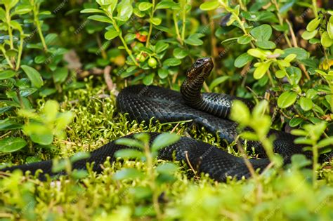 Premium Photo | Black snake viper among green leaves