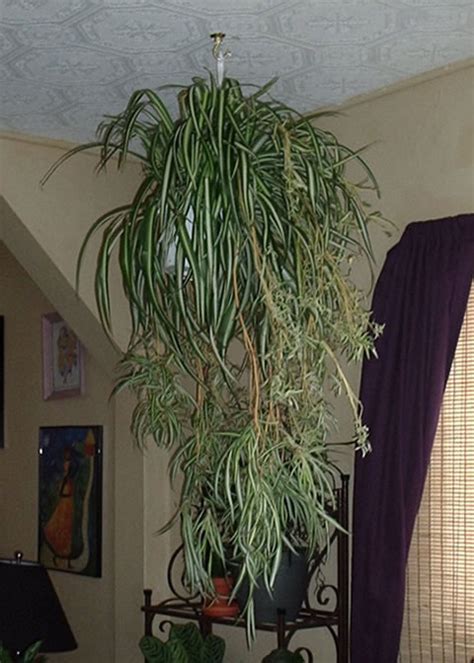 Spider Plants, How to grow, propagate and care for a Spider Plant, Chlorophytum comosum - Garden ...