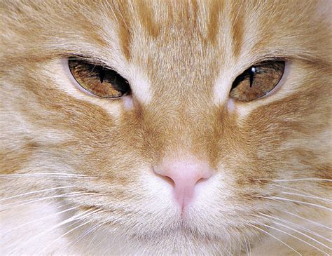 5 Feline Eye Problems All Owners Need To Know About | iHeartCats.com