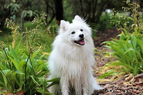 【ベストコレクション】 japanese spitz size chart 120139-Japanese spitz size chart