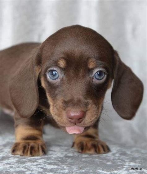 Pin by Kandy Sparks on Dogs | Puppies, Dachshund puppy, Chocolate dachshund