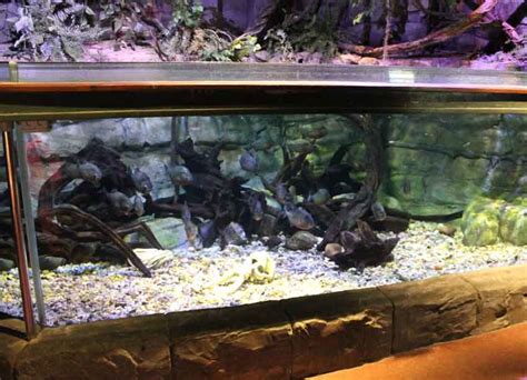 Pet Piranha Care: Do Piranhas Make Great Family Pets? - Piranha Guide