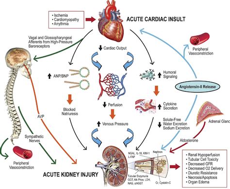 Cardiorenal Syndrome: Classification, Pathophysiology, Diagnosis, and ...