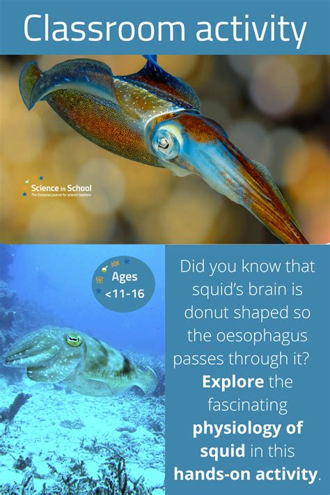 A picture of a Caribbean reef squid. Text says:“Did you know that a ...