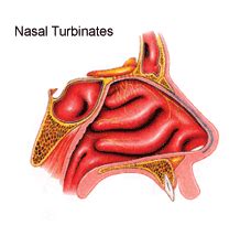 What are the turbinates? - Isaac Namdar, MD