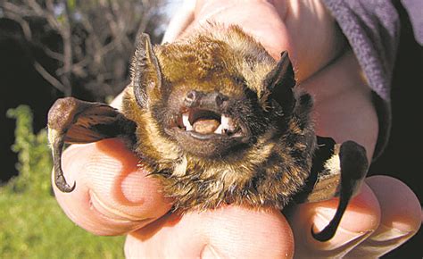 Editorial: Protect the endangered Hawaiian hoary bat | Honolulu Star ...