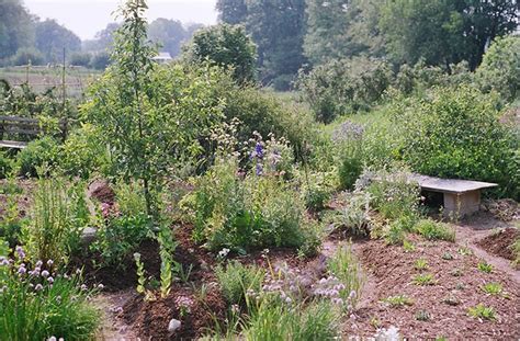 Food Forest Basics | Creating Abundance in Small Spaces | joegardener®