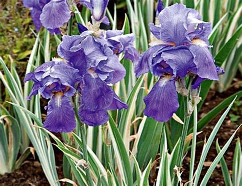 Winter Hardy Pond Marginal Plant Aquatic Iris Japanese Variegated