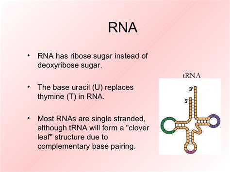 Types of rna