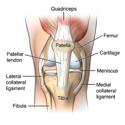 Patellar Tendonitis (Jumper's Knee) | Johns Hopkins Medicine