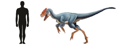 Image - Guanlong Size Comparison.png | Dinopedia | FANDOM powered by Wikia