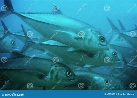 Dogtooth Tuna Royalty Free Stock Photo - Image: 6733385