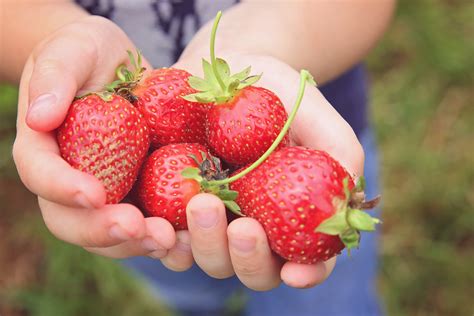 Strawberry Picking Kansas City : KC Photographer