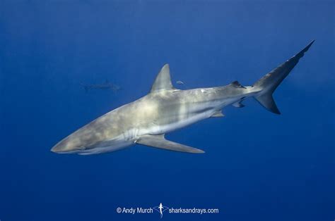 Dusky Shark - Carcharhinus obscurus