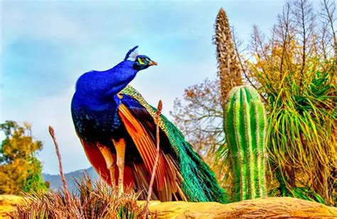 Peacock - Description, Habitat, Image, Diet, and Interesting Facts