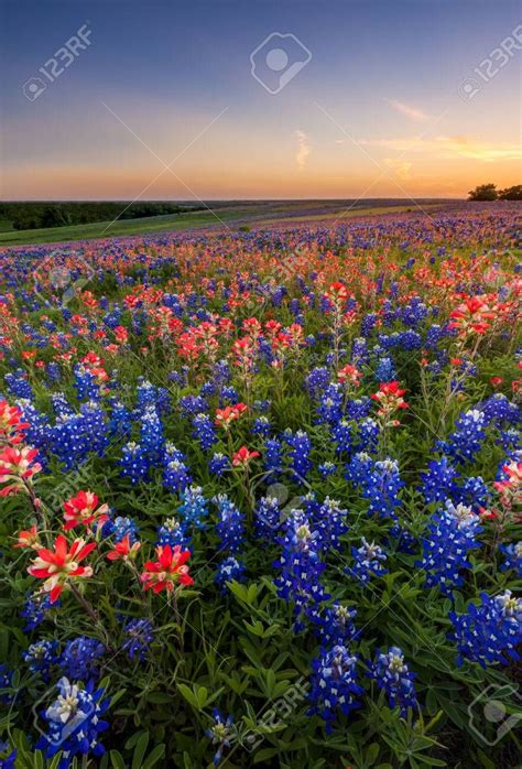 Texas wildflower - bluebonnet and indian paintbrush field in sunset Stock Photo - 37330988 ...