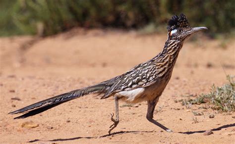 Greater Roadrunner | San Diego Bird Spot