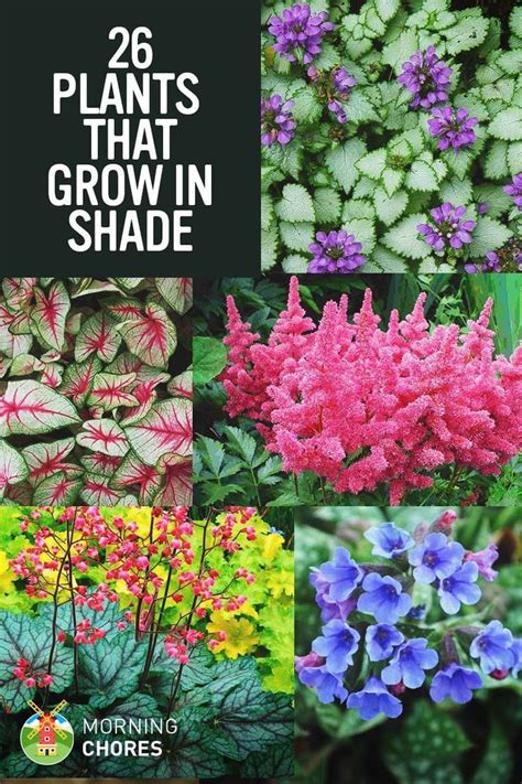 25 Gorgeous Shade-Tolerant Plants That Will Bring Your Shaded Garden Areas to Life | Shade ...