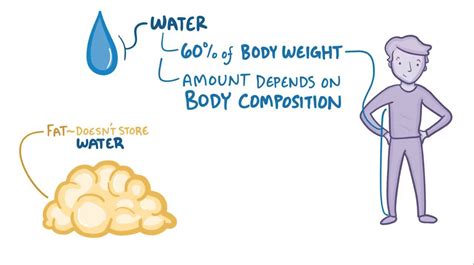 Body fluid compartments: Video, Anatomy & Definition | Osmosis