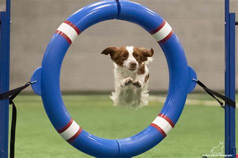 Agility Trials