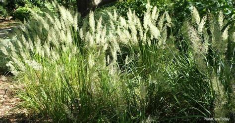 Korean Feather Reed Grass: Growing The Calamagrostis Arundinacea