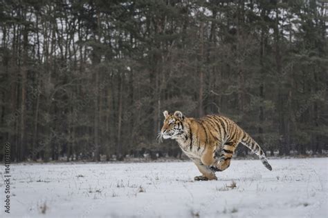 Young Siberian tiger hunting in snow Stock Photo | Adobe Stock